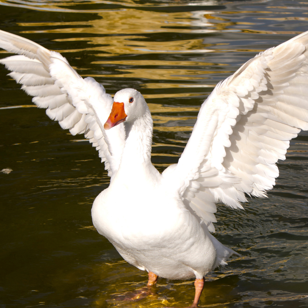 Down vs Down & Feather vs Feather Let us "break it down" for you